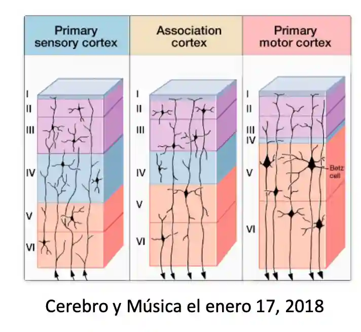 Architecture of the Brain-20250818215639191